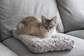 10 best cat beds (reviews) in 2021. The Best Cat Beds According To Our Cats For 2021 Reviews By Wirecutter