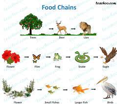 Example of a food web Food Chain And Food Web Meaning Diagrams Examples Teachoo