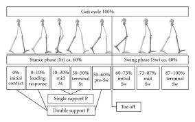 Great Image Of Swing And Stance Phase Of The Gait Cycle