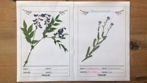 Hier haben wir noch weitere herbarium deckblatt vorlagen . Herbarium Anlegen Tipps Vorlagen Betzold Blog
