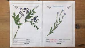 Ein herbarium oder auch herbar ist eine sammlung von getrockneten und gepressten pflanzen, die aufgeklebt und beschriftet werden. Herbarium Anlegen Tipps Vorlagen Betzold Blog