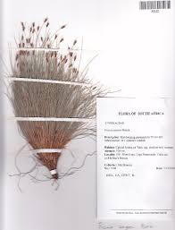 Image result for Ficinia filiformis