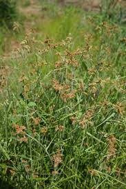 Image result for Fuirena pubescens