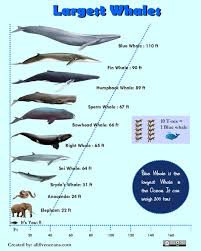 Infographic About Largest Whales On Earth Largest Whale Bowhead Whale Big Whale