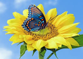 No Magical Saying Here Just Enjoy This Flower And Butterfly Thanks For Coming By Cross Paintings Cross Stitch Sunflower Butterfly Flowers