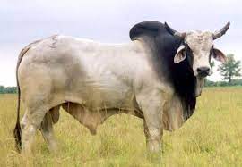 The brahman breed's development is an unparalleled success story. What Is A Brahman Cattle Cattle Ranching Cattle Breeds Of Cows