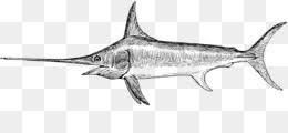 Dunia ikan dengan segala keanekaragamannya memang jadi daya tarik tersendiri, ya guys. Ikan Todak Unduh Gratis Sailfish Atlantic Blue Marlin Clip Art Ikan Todak Clipart Gambar Png