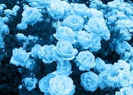 Welcome backit's the 3rd day of christmas time seriesand i hope you guys like the videos i have uploaded so farstay tuned for tomorrow's video!!don't. Aesthetic Pastel Pink And Blue Flowers Novocom Top