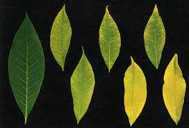 Sehingga membuat tanaman ini mudah untuk dirawat, karena perhatian perawatannya cenderung hanya tertuju kepada daunnya saja. Dampak Defisiensi Hara Pada Tanaman Karet Anakagronomy Dot Com