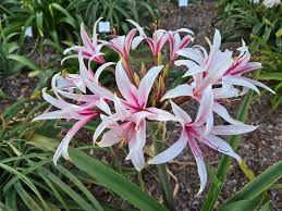 Image result for Crinum jasonii