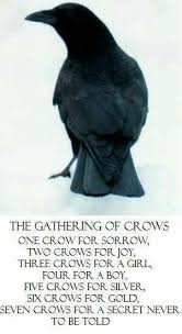 Pin By Chuck Ciampa On Mornin Joe Crow Crows Ravens Black Bird
