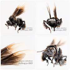 Species of bees in malaysia. Tetrigona Melanoleuca Meliponine Stingless Bee Kelulut Stingless Bees Backyard Bee Bee