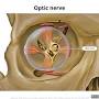 Optic nerve from radiopaedia.org