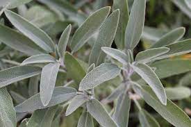 We did not find results for: Plants That Repel Mosquitoes