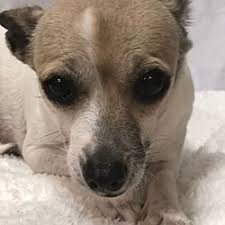 City of garland adoption fees. Pin On The Coolest