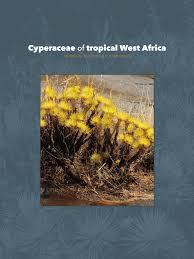 Image result for Kyllinga robinsoniana