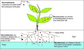 What is an example of homeostasis in plants. Heavy Metal Detoxification And Tolerance Mechanisms In Plants Implications For Phytoremediation