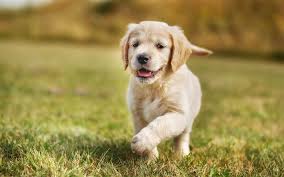 As a dog with origins in pedigree breeding, and owing to its widespread historical popularity, some regional variations have emerged in the breed; Download Wallpapers Golden Retriever Lawn Puppy Cute Dogs Pets Small Labradors Bokeh Dogs Golden Retriever Dog Cute Animals Small Golden Retriever For Desktop Free Pictures For Desktop Free