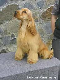 Image result for anglický barvář