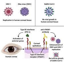 These sores will blister, and commonly ooze clear to yellow pus. Hsv 1 And Zika Virus But Not Sars Cov 2 Replicate In The Human Cornea And Are Restricted By Corneal Type Iii Interferon Sciencedirect