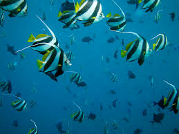 Diving Maldives 2012121116_0018