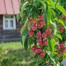 The slender growth of scarlet sentinel columnar apple trees opens up many container possibilities for. Scarlet Sentinel Columnar Apple Nature Hills Nursery