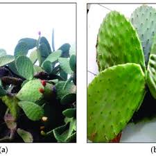 In today's upload of minecraft project ozone 3 a new way forward let's play. Pdf Characterization Of Two Cactus Formulation Based Flocculants And Investigation On Their Flocculating Ability For Cationic And Anionic Dyes Removal