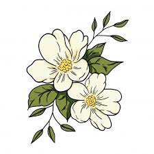Vector Illustration Jasmine Flower Flower Illustration Flower Painting Jasmine Flower Tattoos