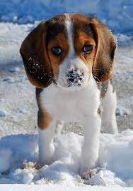 Beautiful Beagle Puppy Cute Beagles Animals Cute Dogs