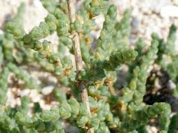 Image result for Caroxylon littoralis