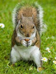Squirrel Cute Squirrel Sourranded By Daisies Eating A Nut In Botanic Garden Aff Squirrel Sourrande Get Rid Of Squirrels Garden Pests Squirrel Repellant