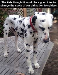 Funzumo is a place for people to share daily funny animal pictures of the day, images, and many other types of photos. Best Funny Quotes Top 30 Very Funny Animals Memes Quotess Bringing You The Best Creative Stories From Around The World