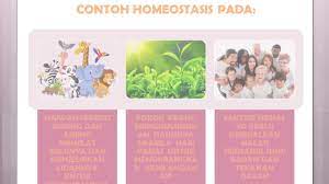 Bab 3 koordinasi dan gerak balas topik homeostasis dalam haiwan.#cikgootube#cikgooborneo#sainsf1#amirah#smkselirik#homeostasisdalambendahidup Koordinasi Dan Gerak Balas Youtube