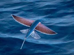 Image result for flying fish