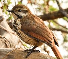 Image result for Habenaria attenuata