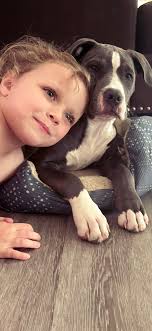 Transporting a dog after vet visit at NC State to Richmond