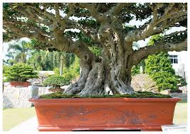 Image result for Ficus barteri