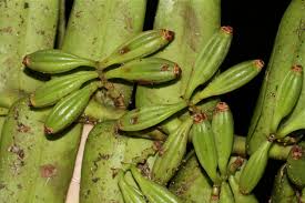 Image result for Calyptrochilum