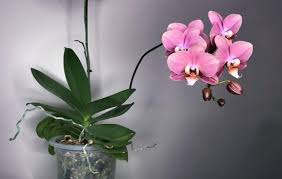 Dare indicazioni sulla coltivazione delle migliaia di specie queste piante sono decisamente da consigliare a chi inizia a coltivare orchidee. Orchidea Phalaenopsis Coltivazione E Cura