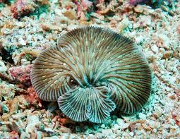 Image result for Polysphaeria dischistocalyx