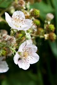 Blackberry, blossom, bloom, bee, flowers, plant, flowering plant. 269 Blackberry Blossoms Photos Free Royalty Free Stock Photos From Dreamstime
