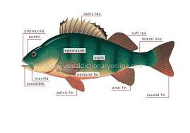 Animal Kingdom Fishes Bony Fish Morphology Of A Perch Image Visual Dictionary Online Animals Fish Pet Animal Kingdom