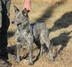 Petland dalton has australian cattle dog puppies for sale! Australian Stumpy Tail Cattle Dog Info History Temperament Training Pictures
