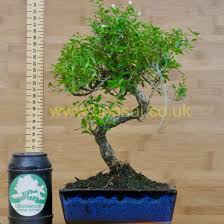 Some bonsai trees can be easy to grow while others may need special care. Tree Of 1000 Stars Bonsai Tree Serissa Greenwood Bonsai Studio