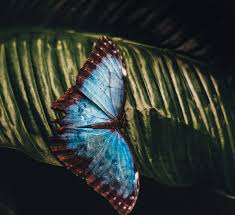 Энциклопедия new age & relax музыки. Goodbye Blue Butterfly Bellator Society