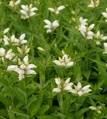 Image result for Blotiella glabra