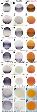 Correct anteroposterior patterning of the zebrafish neurectoderm in the  absence of the early dorsal organizer