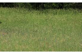 Image result for Schmidtia pappophoroides