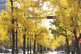 あえてです 街路樹に落葉樹が植えられている理由とは 常緑樹 雑学カンパニー