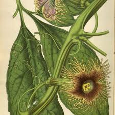 Image result for Telfairia pedata